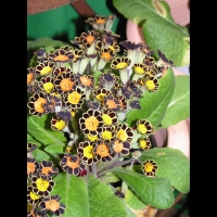 Polyanthus - Gold Laced (2)